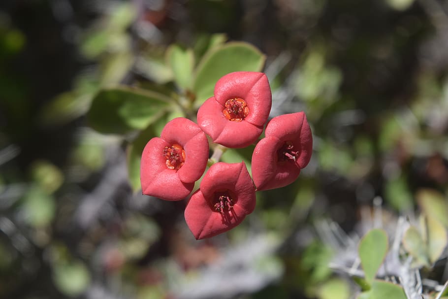 exappiah, flor, creixement, planta, centrar-se en primer pla, frescor, primer pla, bellesa a la natura, vermell, dia, naturalesa, cap gent, planta amb flors, fruita, vulnerabilitat, fragilitat, menjar i beguda, alimentació saludable, a l'aire lliure, arbre, menjar, cap de flor, 5K
