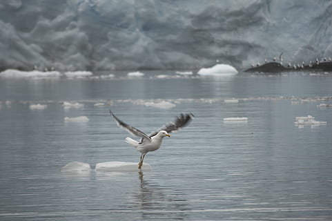 ave, vliegend, dansen, water, zee, ijs-, puin, gletsjer, fjord, landschap, antarctica, oceaan, natuur, eiland, grote Oceaan, paradijs, mooi, koude, Zuidpool, vlucht, majestueus, vrede, reflectie, dieren in het wild, dier, gewerveld, dierlijke thema's, vogel, dierenleven, één dier, spreid vleugels, waterkant, meer, dag, schoonheid in de natuur, watervogel, zoölogie, geen mensen, buitenshuis, zeemeeuw, klapperen, 5K, CC0, publiek domein, royaltyvrij
