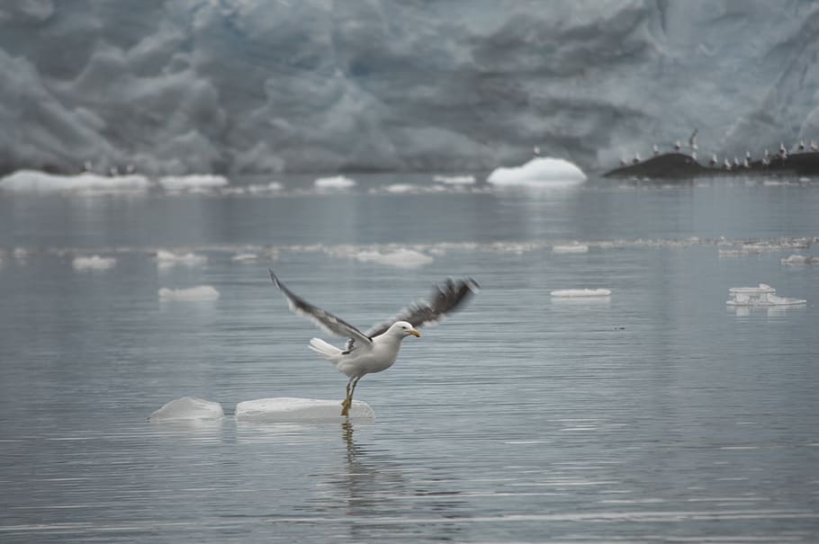 ave, flyvende, dans, vand, hav, is, murbrokker, gletscher, fjorden, landskab, ocean, natur, ø, pacific, paradis, smuk, kold, Antarktis, flyvningen, majestætisk, fred, afspejling, dyr i naturen, dyr, hvirveldyr, dyre temaer, fugl, dyreliv, et dyr, spredte vinger, havnefronten, sø, dag, skønhed i naturen, vand fugl, zoologi, ingen mennesker, udendørs, måge, flagrende, 5K