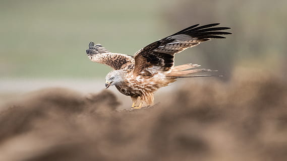 brauner Vogel, Vogel, Tier, Falke, Bussard, Geier, Adler, Natur, Tierwelt, Europa, Raubvogel, Flügel, wild, Schweiz, Drachenvogel, fliegend, accipiter, Lebensmittel, Essen, anthus, Tiere in freier Wildbahn, Wirbeltier, Tierthemen, die Flügel ausbreiten, ein Tier, Fokus auf den Vordergrund, in der Luft, Bewegung, keine Leute, Tierkörperteil, Tag, selektiver Fokus, draußen, Adler - Vogel, flattern, Falke - Vogel, 4K, CC0, gemeinfrei, lizenzfrei