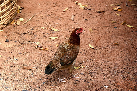 chiken, animal themes, bird, animal, vertebrate, one animal, chicken - bird, field, domestic animals, domestic, livestock, pets, land, mammal, chicken, no people, day, nature, high angle view, outdoors, male animal, 2K, CC0, public domain, royalty free
