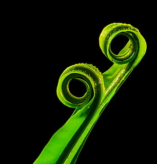 foglia verde, verde, pianta, colore verde, girato in studio, spirale, sfondo nero, arricciato, viticcio, nessuno, in casa, avvicinamento, copia spazio, bellezza nella natura, natura, concentrarsi sulle conoscenze acquisite, crescita, ritagliare, felce, turbine, vite, 2K, CC0, dominio pubblico, privo di copyright