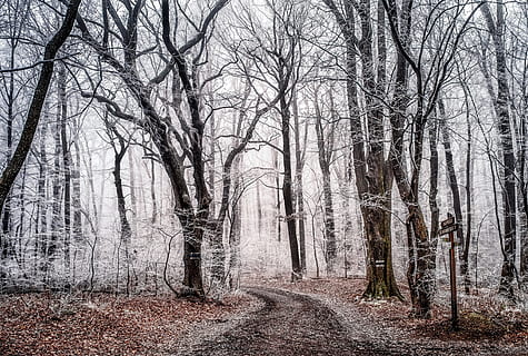 leafless trees, path, nature, outdoors, forest, grey, trail, winter, flora, plant, tree, birch, frost, trees, vegetation, land, woodland, wanderlust, hike, walk, cold, tranquility, bare tree, trunk, tree trunk, no people, beauty in nature, tranquil scene, branch, non-urban scene, cold temperature, scenics - nature, growth, 4K, CC0, public domain, royalty free