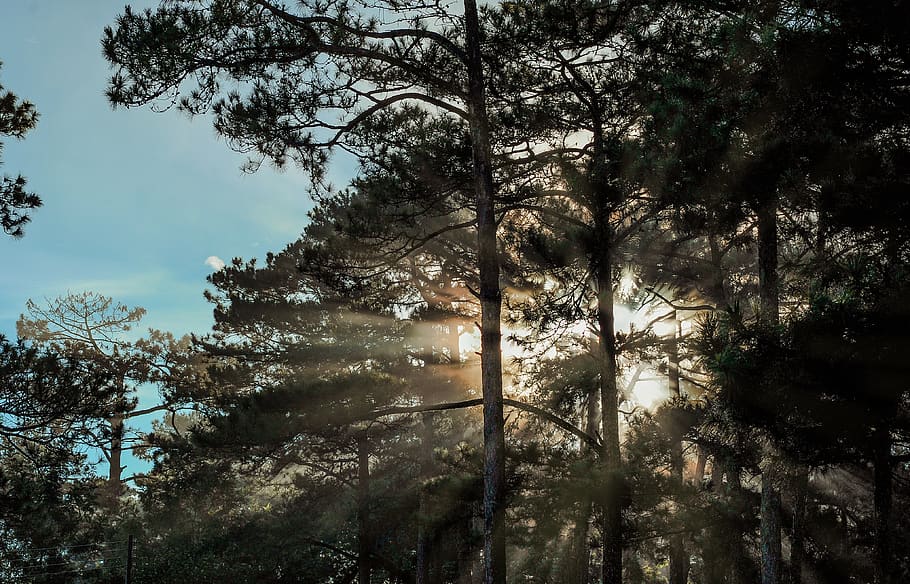 arbres forestals, branques, núvols, alba, la llum del dia, medi ambient, bosc, paisatge, naturalesa, fotografia de natura, escènic, cel, sol, raigs solars, sortida del sol, arbres, boscos, arbre, planta, creixement, bellesa a la natura, tranquil·litat, terra, cap gent, escena tranquil·la, dia, escenics - natura, vista d’angle baix, a l'aire lliure, escena no urbana, tronc de l'arbre, tronc, llum solar, 4K