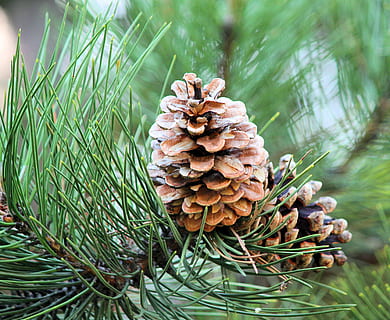 brune pinecones, grankogle, plante, natur, vækst, tæt på, dag, fokus på forgrunden, ingen mennesker, skønhed i naturen, grøn farve, træ, Pinaceae, nåletræ, fyrretræ, græs, udendørs, Brun, jord, ro, blad, naturlig tilstand, 4K, CC0, offentligt domæne, royaltyfrie