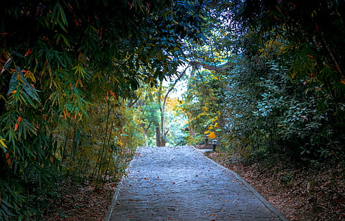 foresta di bamboo, la strada davanti, albero, direzione, pianta, sentiero, natura, crescita, nessuno, giorno, foresta, strada, prospettiva decrescente, colore verde, bellezza nella natura, la tranquillità, terra, all'aperto, mezzi di trasporto, vuoto, architettura, vicolo, treelined, 4K, CC0, dominio pubblico, privo di copyright