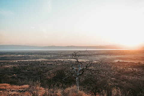 grau, Baumsicht, oben, Natur, draußen, Landschaft, Himmel, Sonnenuntergang, Baum, Sonne, Horizont, Berg, roter Himmel, Dämmerung, Sonnenlicht, Sommer-, Sonnenaufgang, Abend, goldene Stunde, Fernweh, Sonnenschein, Szenen - Natur, Schönheit in der Natur, ruhige Szene, Ruhe, Nicht-städtische Szene, Umgebung, Land, Pflanze, keine Leute, Feld, Fernbedienung, kopieren sie platz, idyllisch, 5K, CC0, gemeinfrei, lizenzfrei