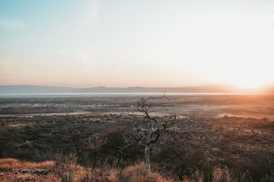 grau, Baumsicht, oben, Natur, draußen, Landschaft, Himmel, Sonnenuntergang, Baum, Sonne, Horizont, Berg, roter Himmel, Dämmerung, Sonnenlicht, Sommer-, Sonnenaufgang, Abend, goldene Stunde, Fernweh, Sonnenschein, Szenen - Natur, Schönheit in der Natur, ruhige Szene, Ruhe, Nicht-städtische Szene, Umgebung, Land, Pflanze, keine Leute, Feld, Fernbedienung, kopieren sie platz, idyllisch, 5K