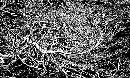embolic, branques, arbre, sense fulles, nua, planta, cap gent, naturalesa, marc complet, arrel, fons, dia, part de la planta, vista d’angle alt, a l'aire lliure, complexitat, creixement, patró, primer pla, terra, textura, sec, enredat, branca, desordenat, 2K, CC0, domini públic, lliure de regalies