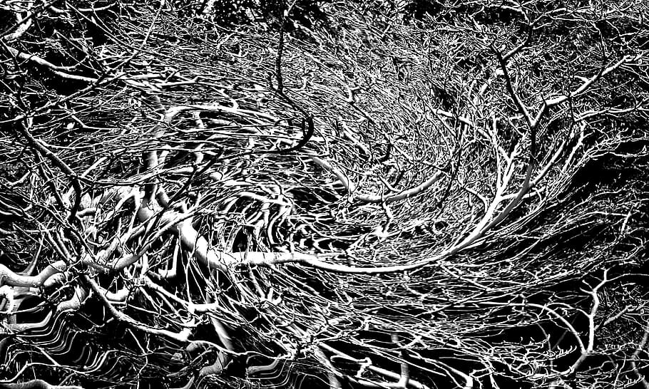embolic, branques, arbre, sense fulles, nua, planta, cap gent, naturalesa, marc complet, arrel, fons, dia, part de la planta, vista d’angle alt, a l'aire lliure, complexitat, creixement, patró, primer pla, terra, textura, sec, enredat, branca, desordenat, 2K
