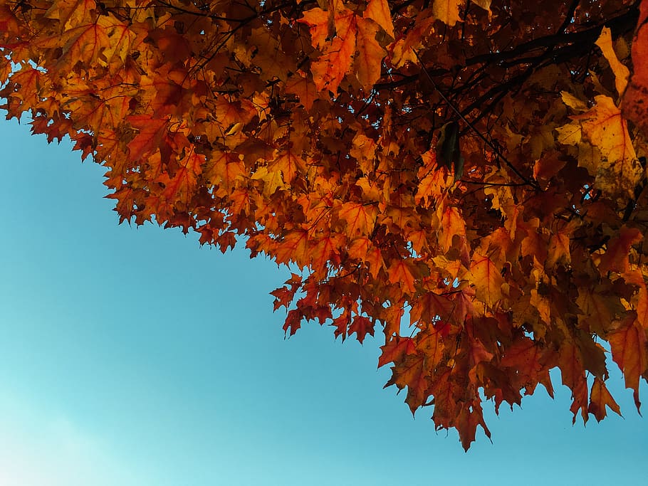 Orange, Ahornblattbaum, tagsüber, Herbst, Veränderung, Pflanzenteil, orange Farbe, Blatt, Schönheit in der Natur, Ast, Natur, Flachwinkelansicht, Pflanze, Baum, keine Leute, Ahornbaum, Ahornblatt, Wachstum, Tag, Himmel, draußen, Nahansicht, Blätter, natürlicher Zustand, fallen, Herbstkollektion, 4K