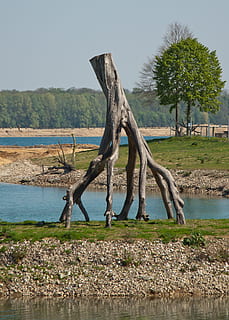 arbre, arrel, naturalesa, arrel de l’arbre, registre, fusta, vell, tribu, deformes, corona, comiat, planta, aigua, tranquil·litat, escena tranquil·la, cel, bellesa a la natura, dia, cap gent, medi ambient, paisatge, terra, escenics - natura, tronc, herba, creixement, tronc de l'arbre, llac, a l'aire lliure, planta morta, fusta flotant, 4K, CC0, domini públic, lliure de regalies