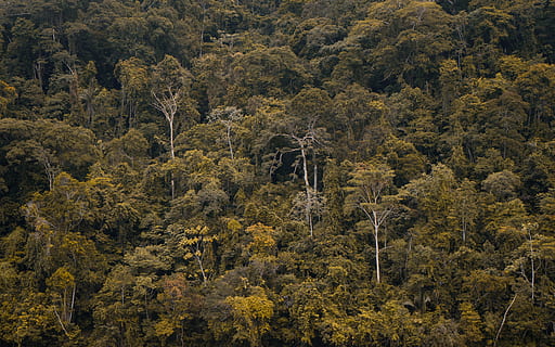 bosque durante el dia, vegetación, planta, selva, tierra, árbol, al aire libre, naturaleza, arbusto, bosque, paisaje, edificio, arquitectura, desierto, actividades de ocio, aventuras, vista aérea, acantilado, belleza en la naturaleza, paisajes - naturaleza, otoño, crecimiento, nadie, escena tranquila, tranquilidad, árbol conífero, ambiente, escena no urbana, Pino, bosque de pinos, pinácea, montaña, árbol de hoja perenne, 5K, CC0, dominio público, libre de derechos