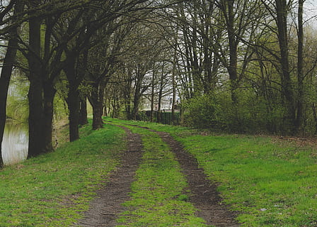 Camí, pista, arbre, arbres, llac, aigua, fance, rails de tren, herba, verd, camí de passeig, bosc, forestpath, full, esvaïda, a l'aire lliure, mig, cantonada, avet, planta, direcció, el camí a seguir, tranquil·litat, naturalesa, sendera, color verd, cap gent, creixement, escena tranquil·la, bellesa a la natura, terra, tronc, tronc de l'arbre, dia, branca, carretera, escenics - natura, perspectiva decreixent, treelined, 4K, CC0, domini públic, lliure de regalies
