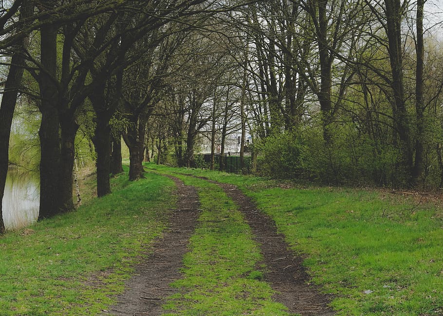 Camí, pista, arbre, arbres, llac, aigua, fance, rails de tren, herba, verd, camí de passeig, bosc, forestpath, full, esvaïda, a l'aire lliure, mig, cantonada, avet, planta, direcció, el camí a seguir, tranquil·litat, naturalesa, sendera, color verd, cap gent, creixement, escena tranquil·la, bellesa a la natura, terra, tronc, tronc de l'arbre, dia, branca, carretera, escenics - natura, perspectiva decreixent, treelined, 4K