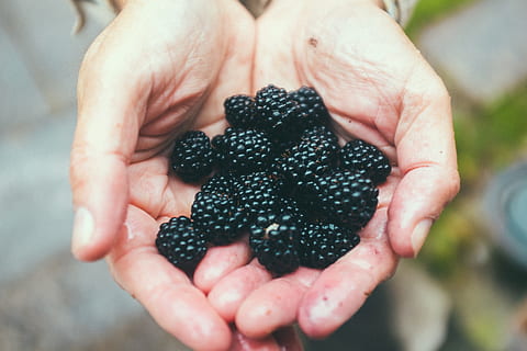 handful of blackberries, agriculture, background, berry, black, blackberries, blackberry, closeup, color, delicious, dessert, farmer, farming, food, fresh, freshness, fruit, garden, gardener, gardening, green, hand, hands, harvesting, healthy, holding, juicy, natural, nature, nutrition, organic, person, picking, plant, ripe, season, summer, sweet, tasty, vegetarian, vitamin, human hand, healthy eating, blackberry - fruit, food and drink, wellbeing, human body part, one person, berry fruit, close-up, healthy lifestyle, focus on foreground, hands cupped, handful, outdoors, finger, 4K