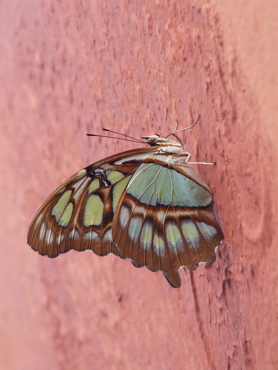 Schmetterling, Mexiko, Wand, Insekt, Tierthemen, Tierwelt, Tier, ein Tier, wirbellos, Tiere in freier Wildbahn, Nahansicht, Tierflügel, keine Leute, Tag, Fokus auf den Vordergrund, Natur, Wandbau - Funktion, Schönheit in der Natur, draußen, pinke Farbe, Schmetterling - Insekt, Tierkörperteil, Zoologie, 4K