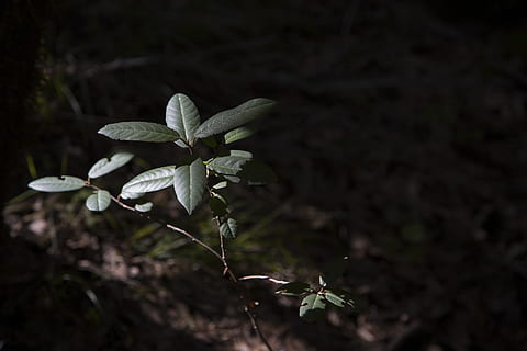 daun, Daun-daun, hutan, pohon, tanah, coklat, hijau, musim semi, nabati, menanam, pertumbuhan, bagian tanaman, keindahan di alam, alam, kerentanan, kerapuhan, bunga, tanaman berbunga, merapatkan, tidak ada orang, fokus pada latar depan, di luar rumah, kesegaran, hari, daun bunga, bidang, 5K, CC0, domain publik, bebas royalti