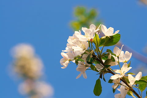 tree, , spring, blossom, blooming, natural, day, flower, flowers, seasonal, bright, bloom, springtime, gardening, season, flora, solar, garden, april, blue, growth, plant, beauty, outdoors, sky, background, fresh, branch, nature, abloom, freshness, flowering plant, beauty in nature, fragility, close-up, plant part, leaf, vulnerability, focus on foreground, pink color, no people, flower arrangement, flower head, bouquet, softness, 720P, CC0, public domain, royalty free