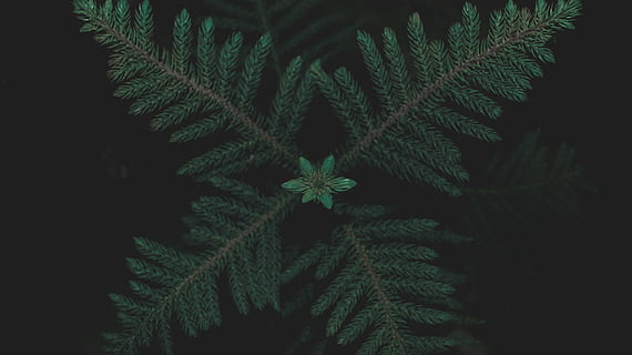 Grün, Kieferblatt, Pflanze, Farn, Flora, Baum, schwarz, immergrün, Blume, Kiefer, blühen, Detail, Textur, Blatt, Natur, Nahansicht, dunkel, Nadelbaum, abies, Tanne, Nadel, grüne Farbe, Wachstum, keine Leute, Pflanzenteil, Schönheit in der Natur, Weihnachten, drinnen, Feier, Nacht-, Weihnachtsbaum, Weihnachtsdekoration, Urlaub, natürliches Muster, Studioaufnahme, schwarzer Hintergrund, Tannenbaum, 5K, CC0, gemeinfrei, lizenzfrei