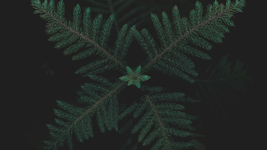 Grün, Kieferblatt, Pflanze, Farn, Flora, Baum, schwarz, immergrün, Blume, Kiefer, blühen, Detail, Textur, Blatt, Natur, Nahansicht, dunkel, Nadelbaum, abies, Tanne, Nadel, grüne Farbe, Wachstum, keine Leute, Pflanzenteil, Schönheit in der Natur, Weihnachten, drinnen, Feier, Nacht-, Weihnachtsbaum, Weihnachtsdekoration, Urlaub, natürliches Muster, Studioaufnahme, schwarzer Hintergrund, Tannenbaum, 5K