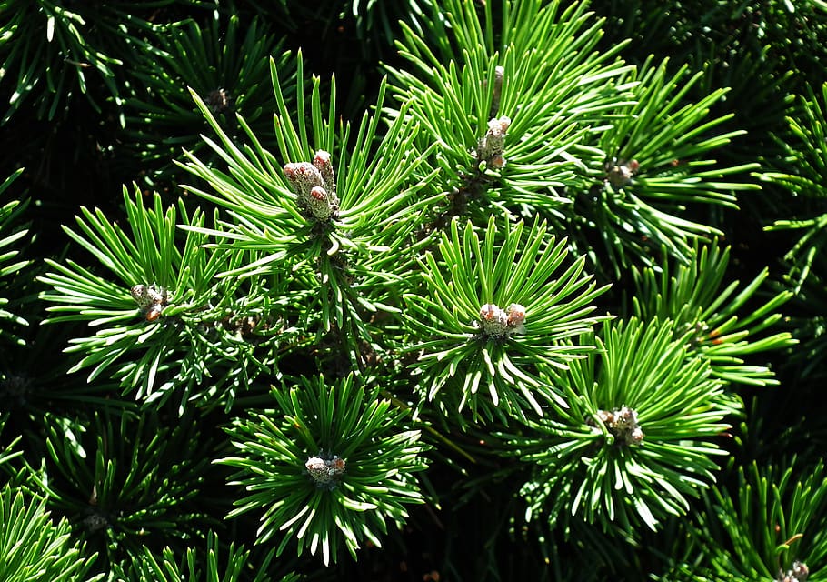 Nadel, Latschenkiefer, Nadeln, Sommer-, Baum, Zweige, Nahansicht, Grün, Pflanze, Wachstum, grüne Farbe, Schönheit in der Natur, Natur, keine Leute, Tag, Ruhe, Kiefer, draußen, Blatt, Pflanzenteil, Fokus auf den Vordergrund, Ast, Nadelbaum, Botanik, Frische, Nadel - Pflanzenteil, stachelig, 2K