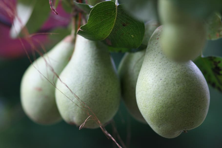 giardino, frutta, Pera, mangiare sano, avvicinamento, cibo e bevande, freschezza, cibo, crescita, nessuno, pianta, foglia, parte vegetale, benessere, concentrarsi sulle conoscenze acquisite, colore verde, sospeso, natura, albero, giorno, acerbo, bellezza nella natura, maturo, 4K