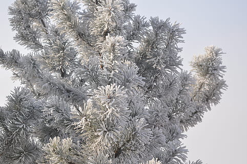 inverno, albero, la neve, freddo, paesaggio, figura, natura, congelato, bianca, brina, nevoso, ramo, stagione, ghiaccio, foresta, tempo metereologico, cielo, idilliaco, fendinebbia, pianta, crescita, bellezza nella natura, nessuno, temperatura fredda, avvicinamento, giorno, fiore, Inquadratura dal basso, freschezza, pianta fiorita, all'aperto, fragilità, 4K, CC0, dominio pubblico, privo di copyright