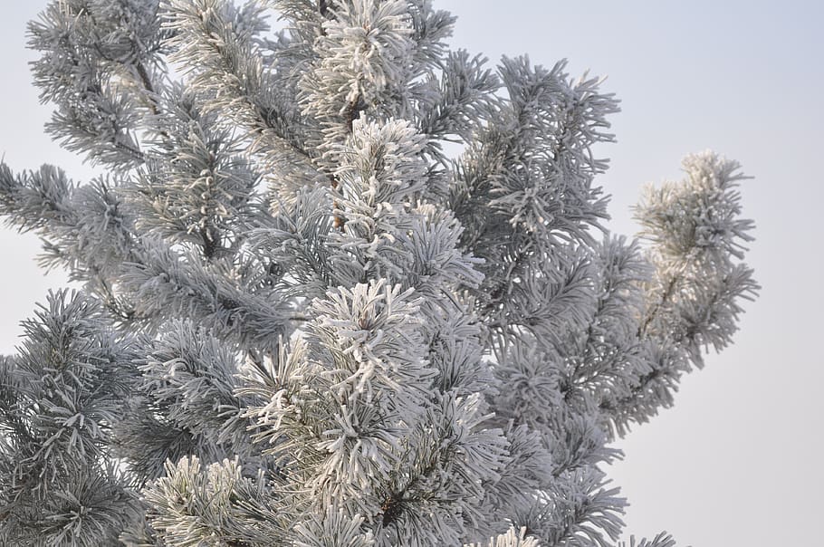 hivern, arbre, neu, fred, paisatge, figura, naturalesa, congelat, blanc, gelades, nevat, branca, temporada, gel, bosc, temps, cel, idíl·lic, llums antiboira, planta, creixement, bellesa a la natura, cap gent, temperatura de fred, primer pla, dia, flor, vista d’angle baix, frescor, planta amb flors, a l'aire lliure, fragilitat, 4K