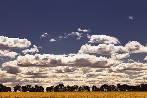 Australia, Junee, cielo, nubes, cielo azul, Nubes esponjosas, horizonte, agricultura, canola, arboles, linea de arboles, gran cielo, amarillo, azul, cultivo, campo, nube - cielo, belleza en la naturaleza, paisaje, ambiente, planta, paisajes - naturaleza, tranquilidad, naturaleza, escena tranquila, árbol, nadie, tierra, día, al aire libre, luz del sol, hierba, escena no urbana, meteorología, 2K, CC0, dominio público, libre de derechos