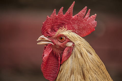 hane, kylling, rød, dyr, fjerkræ, fugl, dyre temaer, husdyr, kylling - fugl, et dyr, mandlige dyr, kæledyr, hvirveldyr, indenlandske, pattedyr, tæt på, dyr hoved, dyr kropsdel, fokus på forgrunden, ingen mennesker, næb, dyr øje, profilvisning, 5K, CC0, offentligt domæne, royaltyfrie
