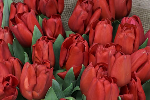 tulpen, rood, bloemen, de lente, tulp, bloem, bloeien, achtergrond, vakantie, gift, felicitatie, bloemblad, bloeiende plant, volledig kader, detailopname, schoonheid in de natuur, versheid, kwetsbaarheid, fabriek, breekbaarheid, bloeiwijze, bloemhoofd, achtergronden, geen mensen, Roos, natuur, overvloed, buitenshuis, bloemenmarkt, bloemstuk, boeket, zachtheid, Bos bloemen, 4K, CC0, publiek domein, royaltyvrij