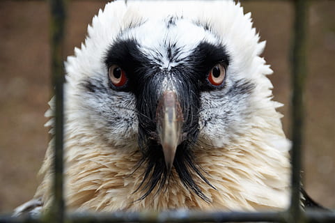 vogel, groot, roofdier, adelaar, veer, wild, hoofd, bek, dierentuin, de zoölogische tuin, gevangenschap, carnivoor, uitzicht, portret, dierlijke thema's, dier, één dier, gewerveld, detailopname, dierenleven, roofvogel, dieren in het wild, kijkend naar de camera, dierlijke lichaamsdeel, dag, geen mensen, focus op de voorgrond, uil, dierenkop, natuur, buitenshuis, dierlijk oog, 5K, CC0, publiek domein, royaltyvrij