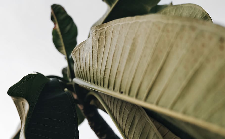 naturalesa, full, verd, medi ambient, , planta, cel, vsco, fujifilm, xa2, primer pla, a l'interior, tir de l'estudi, fons blanc, enfocament selectiu, part de la planta, cap gent, natura morta, menjar i beguda, menjar, centrar-se en primer pla, metall, vegetals, dia, patró, 4K