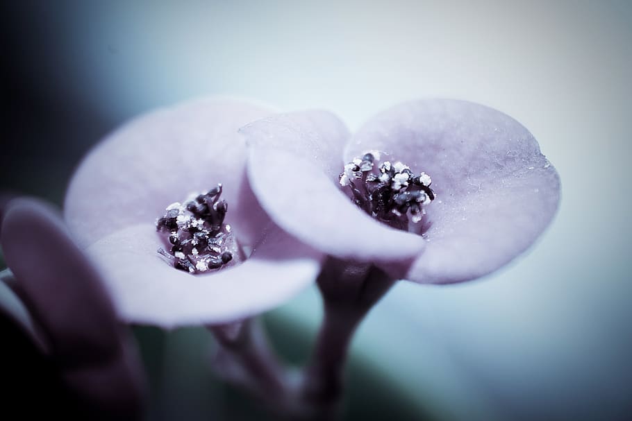 violet blomst, flor, blomst, makro, violet, tæt på, frugt, plante, fokus på forgrunden, natur, friskhed, lilla, ingen mennesker, blomstrende plante, selektiv fokusering, skønhed i naturen, mad, sund kost, mad og drikke, skrøbelighed, udendørs, sårbarhed, studio skud, smykker, blomsterhoved, luksus, dyrebar perle, 2K