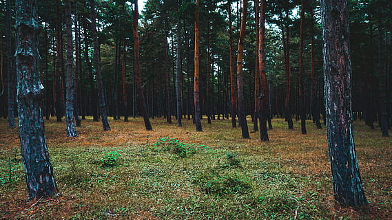 grønne trær, dagslys, dagtid, miljø, skog, gress, grønn, landskap, blader, natur, utendørs, parkere, scenisk, trebark, trestammer, trær, skogen, tre, anlegg, land, stamme, trestamme, ro, vekst, skjønnhet i naturen, rolig scene, ikke-urbane scene, dag, ekte folk, naturskjønnhet - natur, felt, fritidsaktivitet, idylliske, 5K, CC0, offentlig domene, opphavsrett gratis