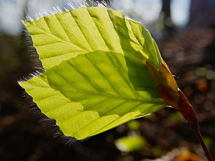 full, fulles, fulla de faig, faig, full únic, primavera, motor, bosc, verd, arbre, part de la planta, planta, primer pla, creixement, centrar-se en primer pla, dia, naturalesa, cap gent, bellesa a la natura, color verd, a l'aire lliure, vena de la fulla, frescor, llum solar, vulnerabilitat, vista d’angle alt, fragilitat, tardor, patró natural, 4K, CC0, domini públic, lliure de regalies