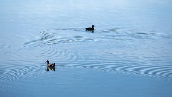règle de troisième, composition, flottant, flotte, nager, tranquille, texture, minimaliste, simple, réflexion, ondulation, Lac, étang, rivière, eau, cygne, canard, oiseau, vertébré, animaux à l'état sauvage, thèmes animaux, la faune des animaux, animal, front de mer, la volaille, personne, groupe d'animaux, deux animaux, oiseau d'eau, journée, la nature, beauté dans la nature, en plein air, 5K, CC0, domaine public, libre de droits