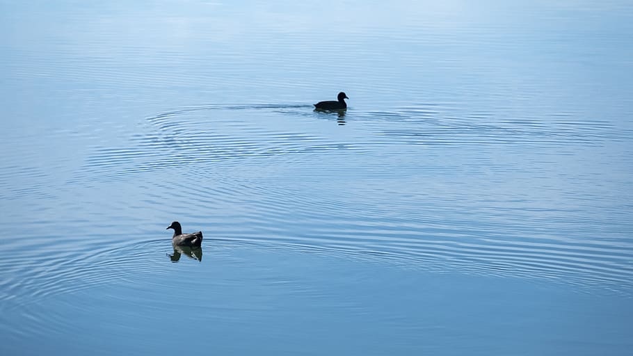 regel af tredje, sammensætning, flydende, flyde, svømme, svømning, rolig, struktur, minimalistisk, enkel, afspejling, krusning, sø, Dam, flod, vand, svane, and, fugl, hvirveldyr, dyr i naturen, dyre temaer, dyreliv, dyr, havnefronten, fjerkræ, ingen mennesker, gruppe af dyr, to dyr, vand fugl, dag, natur, skønhed i naturen, udendørs, 5K