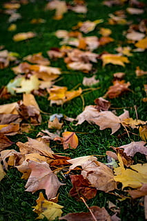 fall, leaves, leaf, grass, orange, yellow, red, brown, autumn, background, plant part, change, land, field, plant, beauty in nature, vulnerability, nature, dry, fragility, day, no people, falling, close-up, flower, outdoors, maple leaf, natural condition, 5K, CC0, public domain, royalty free