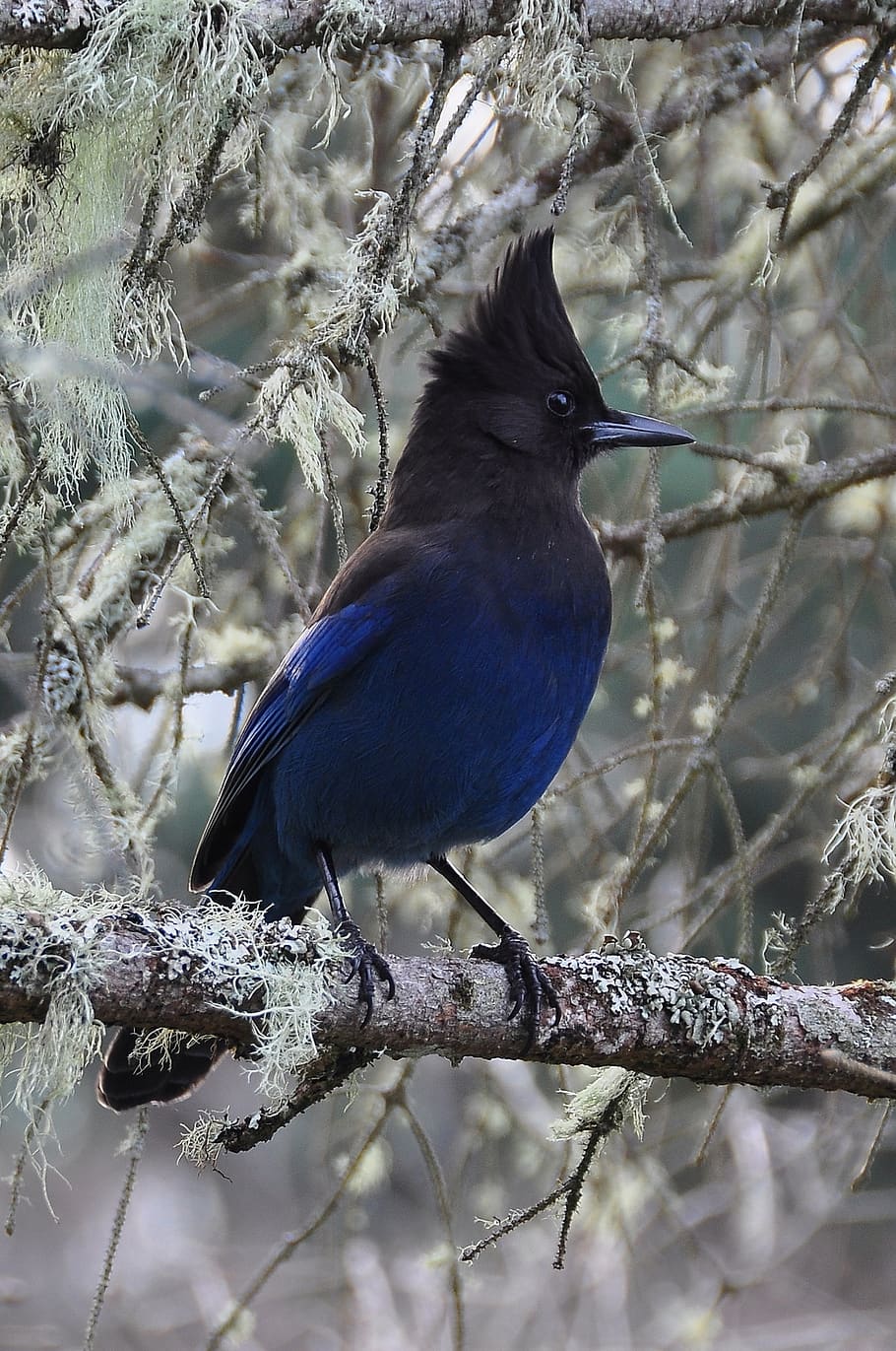 estels, jay, ocell, vertebrats, arbre, animal, branca, un animal, temes d'animals, planta, posat, fauna animal, animals a la natura, cap gent, centrar-se en primer pla, dia, naturalesa, bellesa a la natura, a l'aire lliure, primer pla, hivern, 1080P