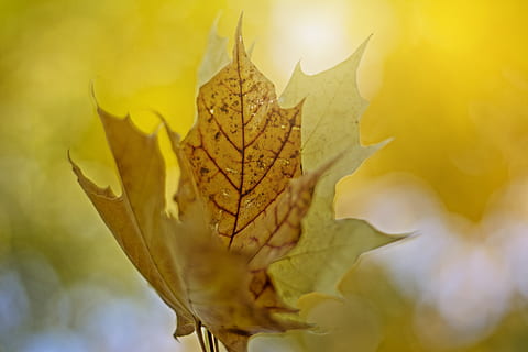 fulla groga, full, planta, flora, fulla d'auró, kaunas, Lituània, peònia, flor, bokeh, brillar, taronja, groc, llum solar, arbre, maple, naturalesa, fons de pantalla, fons, , primer pla, cap gent, part de la planta, enfocament selectiu, tardor, bellesa a la natura, fragilitat, vulnerabilitat, creixement, dia, centrar-se en primer pla, a l'aire lliure, canvi, sec, fulles, 5K, CC0, domini públic, lliure de regalies