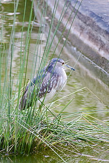 naturalesa, ocell, a l'aire lliure, parc, tropical, vida salvatge, medi ambient, ploma, arbre, bonic, full, salvatge, aigües, menjar, primer pla, nit 鷺, animal, fauna animal, temes d'animals, un animal, vertebrats, animals a la natura, planta, posat, dia, herba, cap gent, centrar-se en primer pla, aigua, color verd, bellesa a la natura, creixement, 5K, CC0, domini públic, lliure de regalies