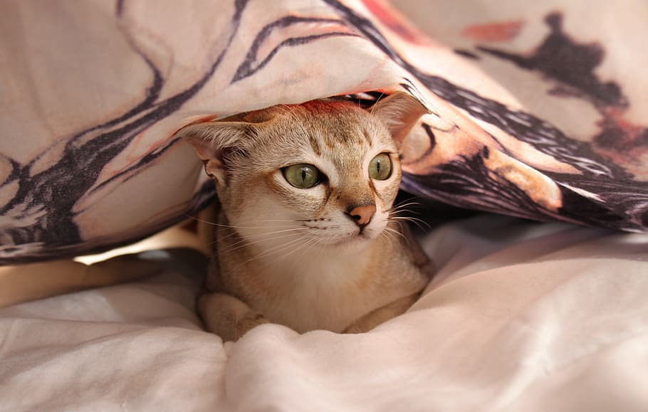 chat, lit, drap de lit, se détendre, linge de lit, cachette, dormir, confortable, doux, chambre, Schmusekatze, national, animaux domestiques, chat domestique, thèmes animaux, un animal, animal, mammifère, félin, meubles, vertébré, portrait, personne, relaxation, à l'intérieur, fermer, regarder la caméra, allongé, moustache, 4K