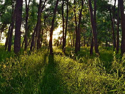 gespa verda, la llum del dia, medi ambient, bosc, herba, naturalesa, arbres, boscos, planta, arbre, creixement, terra, tranquil·litat, bellesa a la natura, color verd, escena tranquil·la, escenics - natura, dia, tronc de l'arbre, cap gent, tronc, escena no urbana, llum solar, a l'aire lliure, ruta, 2K, CC0, domini públic, lliure de regalies