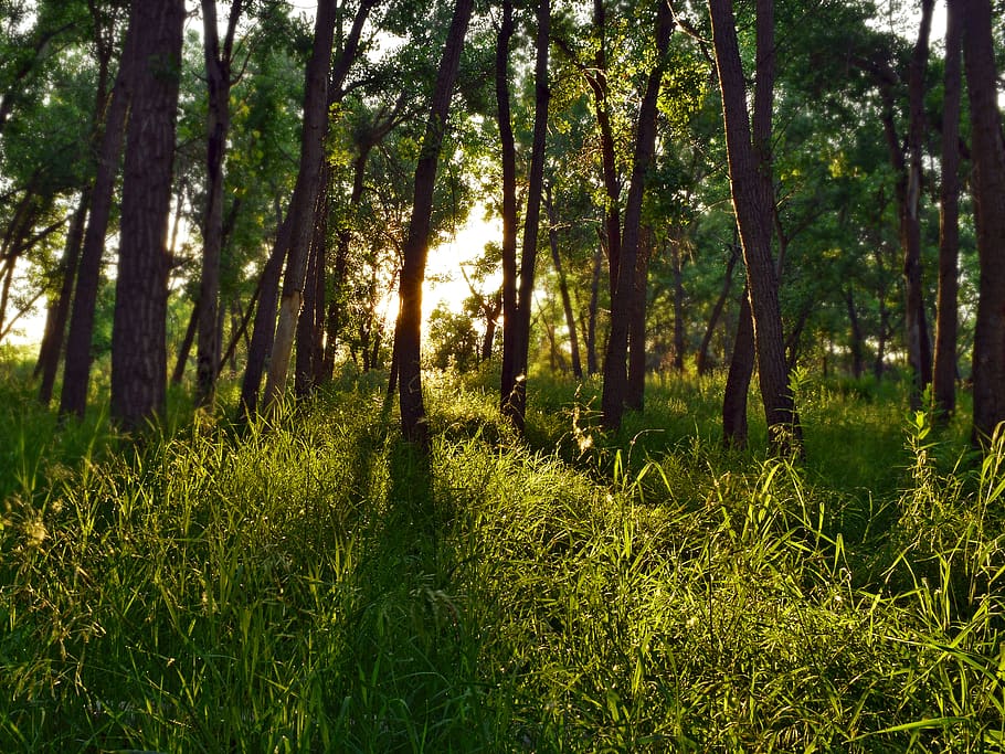 gespa verda, la llum del dia, medi ambient, bosc, herba, naturalesa, arbres, boscos, planta, arbre, creixement, terra, tranquil·litat, bellesa a la natura, color verd, escena tranquil·la, escenics - natura, dia, tronc de l'arbre, cap gent, tronc, escena no urbana, llum solar, a l'aire lliure, ruta, 2K