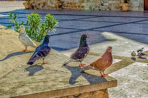 coloms, quadrat, posant, ocell, animal, plaça del lazarus, larnaca, Xipre, temes d'animals, vertebrats, grup d’animals, animals a la natura, fauna animal, dia, naturalesa, cap gent, posat, llum solar, aigua, a l'aire lliure, sendera, ombra, colom, grup mitjà d'animals, mur de contenció, 5K, CC0, domini públic, lliure de regalies