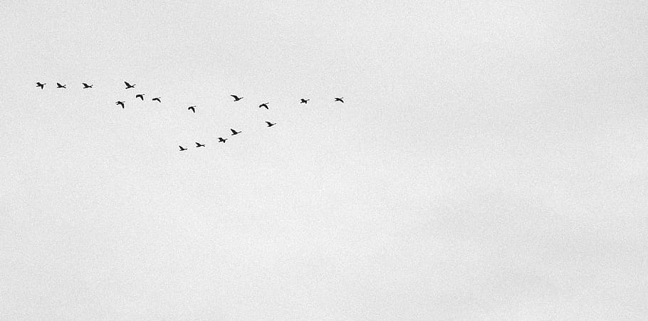 Canada, Goderich, volante, gavia, uccelli, inverno, autunno, Sud, gregge, temi animali, animale, uccello, gruppo di animali, vertebrato, copia spazio, animali allo stato selvatico, fauna selvatica, cielo, grande gruppo di animali, Stormo di uccelli, natura, nessuno, solidarieta, Inquadratura dal basso, giorno, cielo sereno, silhouette, bellezza nella natura, 4K