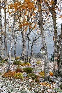 paisatge, caure, bedoll, arbres, fulles, neu, llac, fusta, branques, taronja, québec, Canadà, arbre, planta, tardor, canvi, terra, bellesa a la natura, naturalesa, tronc de l'arbre, tronc, dia, cap gent, creixement, tranquil·litat, bosc, escenics - natura, part de la planta, full, escena tranquil·la, a l'aire lliure, escena no urbana, 5K, CC0, domini públic, lliure de regalies