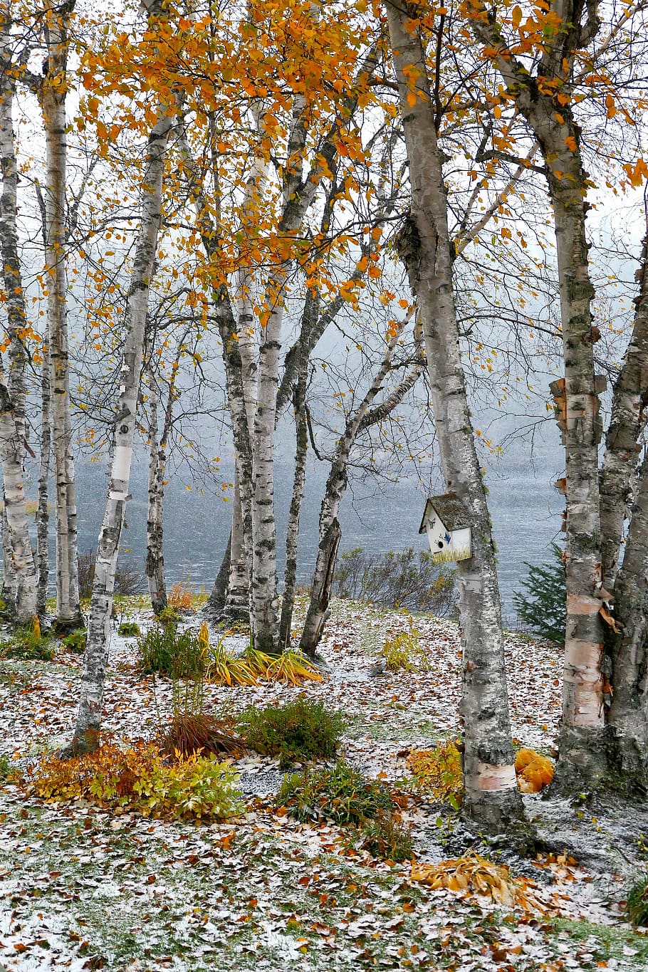 paisatge, caure, bedoll, arbres, fulles, neu, llac, fusta, branques, taronja, québec, Canadà, arbre, planta, tardor, canvi, terra, bellesa a la natura, naturalesa, tronc de l'arbre, tronc, dia, cap gent, creixement, tranquil·litat, bosc, escenics - natura, part de la planta, full, escena tranquil·la, a l'aire lliure, escena no urbana, 5K